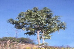 Stereospermum suaveolens